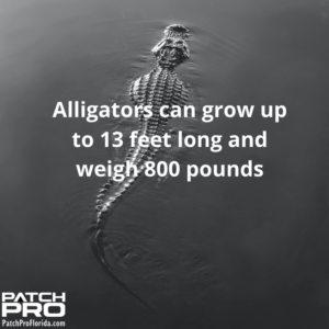 How long are alligators and how much do they weigh