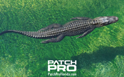 The Best Places In Florida To See Alligators