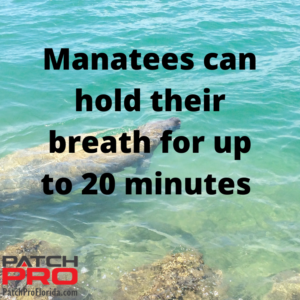 How long can a Manatee hold its breath?