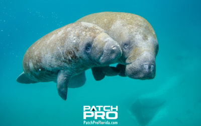 Top Facts You Didn’t Know About Florida Manatees