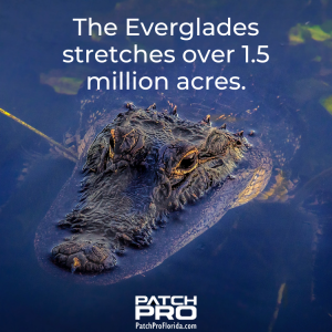how big is the florida everglades