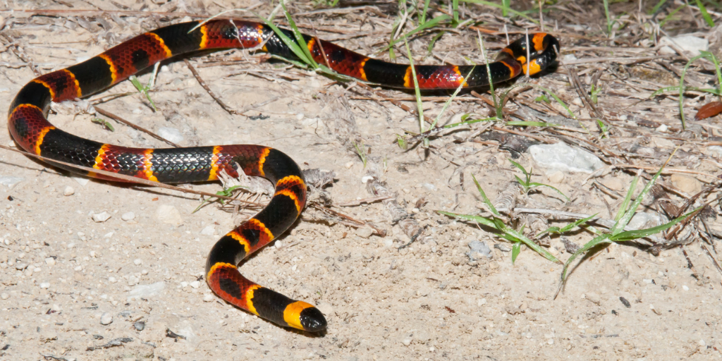 Florida wildlife found in your backyard