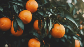 The History of Oranges in Florida