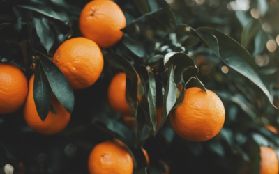 The History of Oranges in Florida