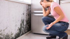 Mold Prevention in Tampa Homes: Drywall Care Tips