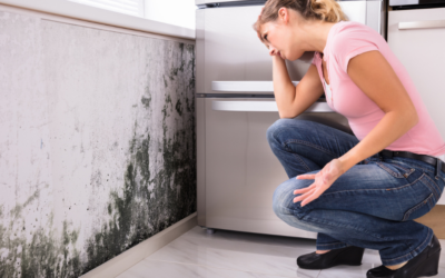 Mold Prevention in Tampa Homes: Drywall Care Tips