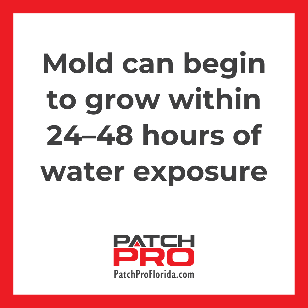 how quick does mold grow 