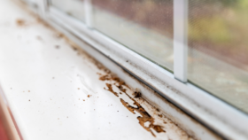 Top Pest Prevention Strategies for Tampa Homeowners