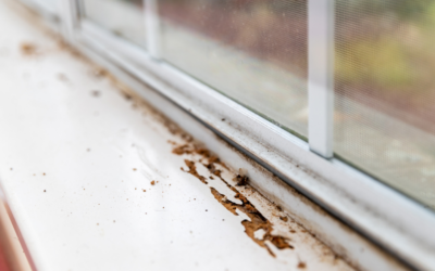 Top Pest Prevention Strategies for Tampa Homeowners