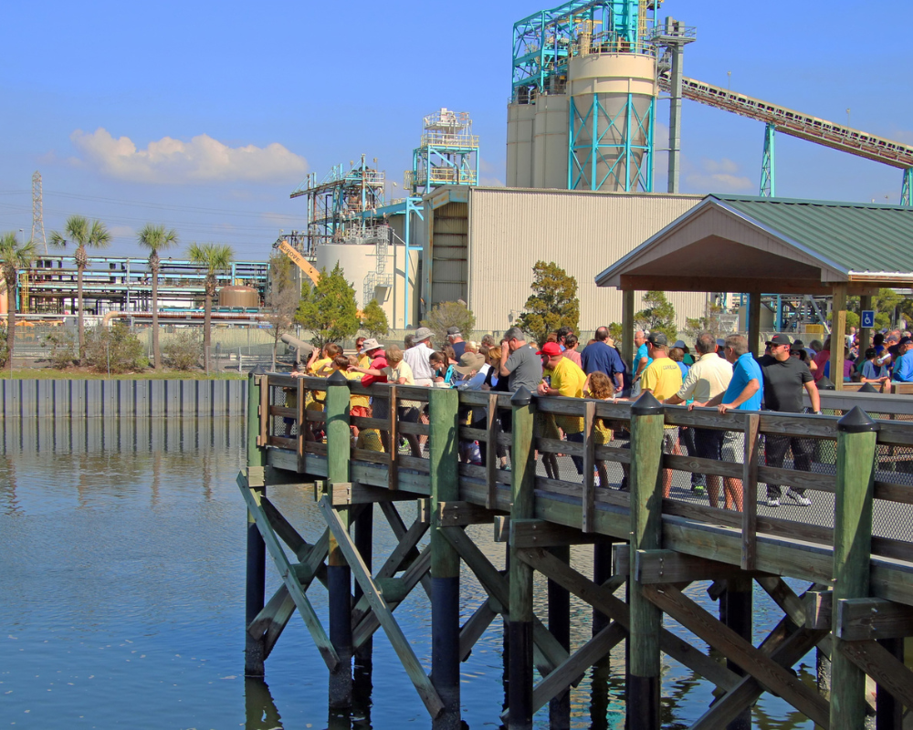 where to see manatee in Tampa florida 